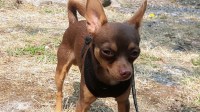 Jolleen vance - Chihuahua Stud
