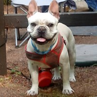 Nevaeh - French Bulldog Stud