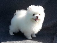 Last Breeder Listed