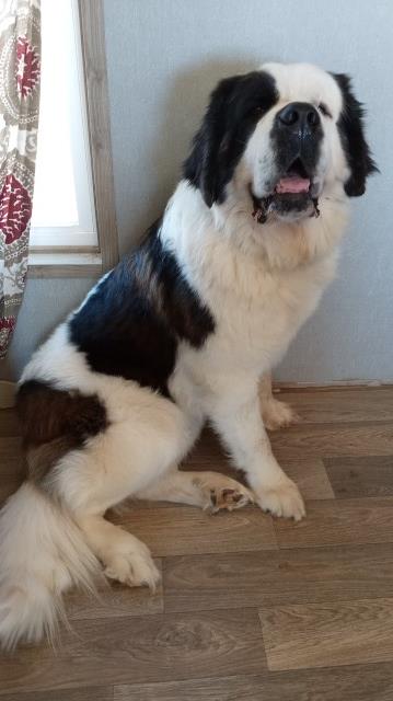 Saint Bernard Stud 31610