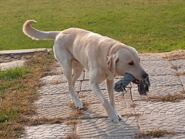 Labrador Retriever Stud 28467