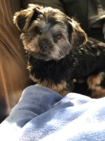 Ken - Yorkshire Terrier Stud