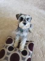 Vader (the dog) - Miniature Schnauzer Stud