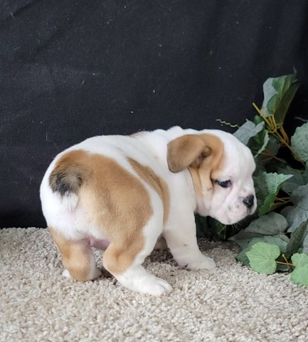 English Bulldog Stud 31617