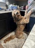 Trinity - Goldendoodle Stud