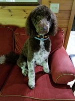 Jessie Davis - Goldendoodle Stud