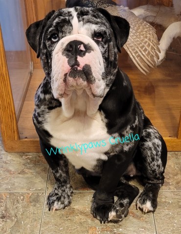 English Bulldog Breeder 29632