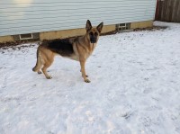 Erin - German Shepherd Dog Breeder German Shepherd Dog breeder