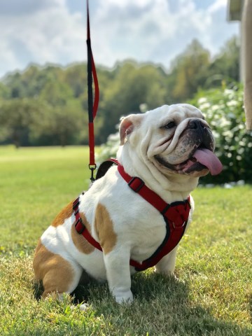 English Bulldog Stud 27419