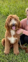 Anastasia Okayama - Goldendoodle Stud