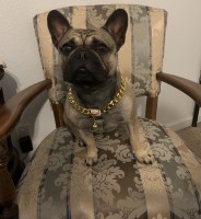 Zeke - French Bulldog Stud