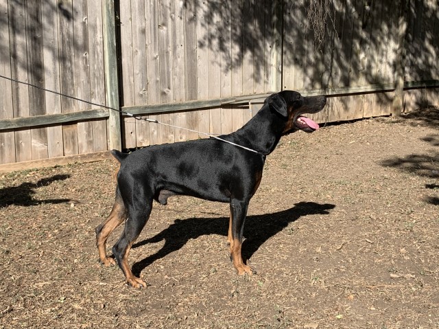 Doberman Pinscher Stud 28579