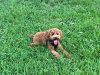 Alexis Romero - Poodle Miniature Stud