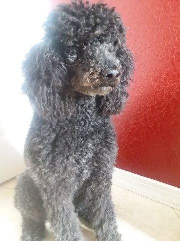 Poodle Standard Stud 26416