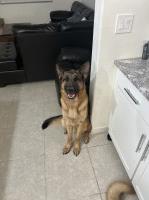 Kristina - German Shepherd Dog Stud