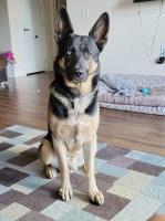 Sami - German Shepherd Dog Stud