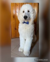 Genesis - Goldendoodle Stud