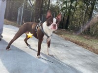 Rachel Gardner - Boston Terrier Stud