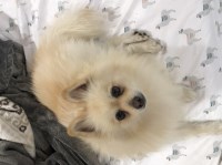 Fio - Pomeranian Stud