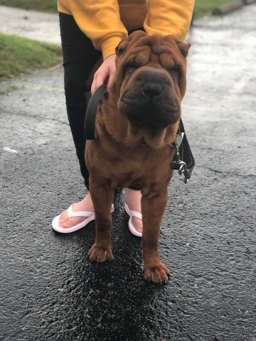 Chinese Shar Pei Breeder 10603