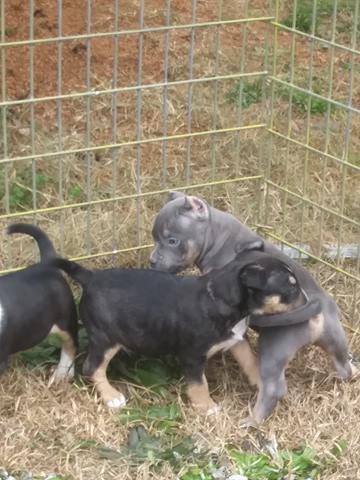 Bull Terrier Breeder 27695