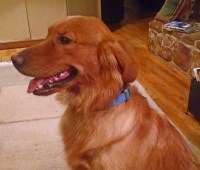 Jim Underhill - Golden Retriever Stud