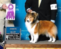 Laurendel Shelties Shetland Sheepdog breeder