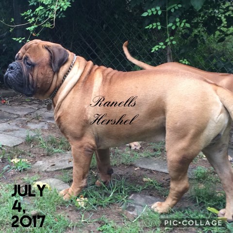 Bullmastiff Breeder 25926