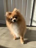 Violet - Pomeranian Stud