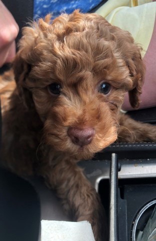 Goldendoodle Stud 28511