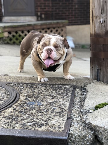 English Bulldog Stud 28516