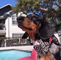 Francis Castro - Dachshund Stud