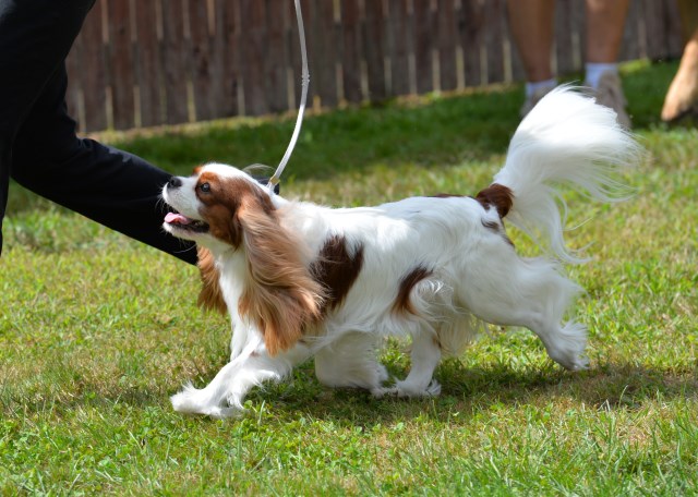 Cavalier King Charles Spaniel Stud 26236