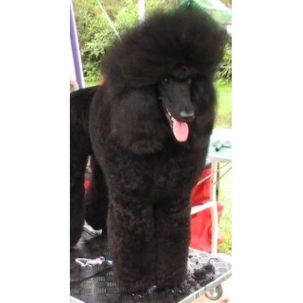 golden retriever puppies navarre fl poodle standard stud in navarre florida golden retriever puppies navarre fl poodle standard stud in navarre florida