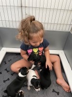 Molina - Rat Terrier Breeder Rat Terrier breeder