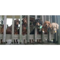 J and S Precious Pups Dachshund for breeder