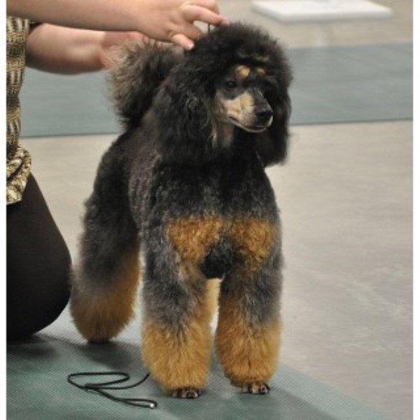 ShowCase Miniature Poodles