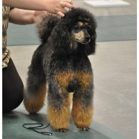 ShowCase Miniature Poodles Poodle Miniature breeder
