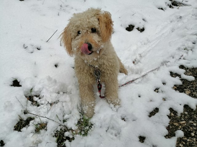 Mini Pure Bred Goldendoodle