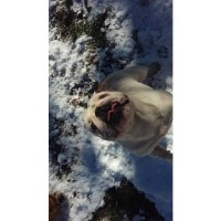 Luvmybullie.com English Bulldog breeder