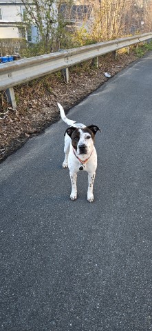 American Pit Bull Terrier Stud 31656