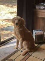 Lil' Tuck's Goldens Golden Retriever breeder