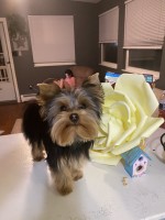 Oscar the Stud Muffin