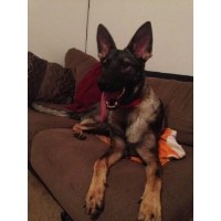 Vom Dreifke German Shepherds German Shepherd Dog breeder