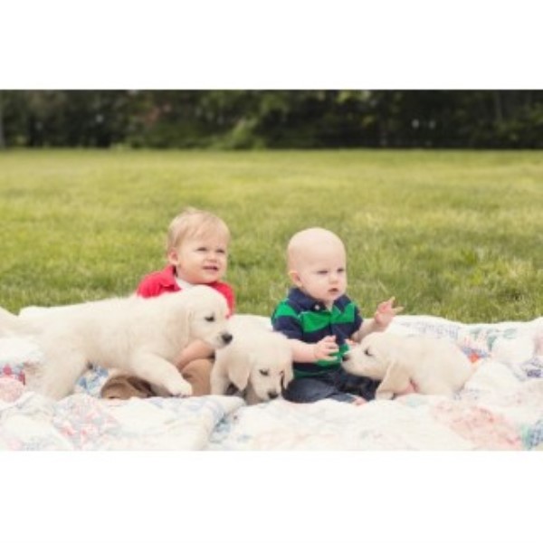 indiana golden retriever breeders majestic manor goldens golden retriever breeder in westfield indiana indiana golden retriever breeders majestic manor goldens golden retriever breeder in westfield indiana