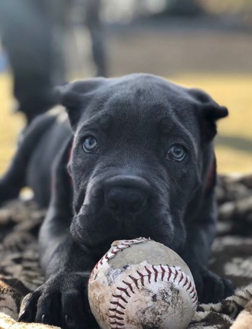 Cane Corso Stud 26631