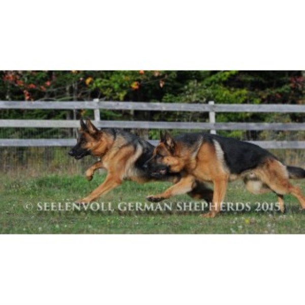 German Shepherd Dog Breeder 15069