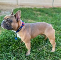 @stitchfrenchiestud - French Bulldog Stud