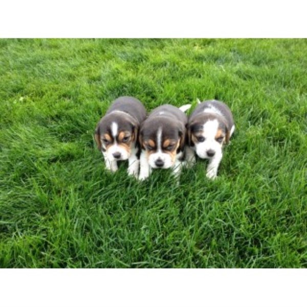 Beagle Breeder 24948