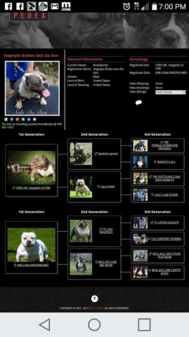American Pit Bull Terrier Stud 27109